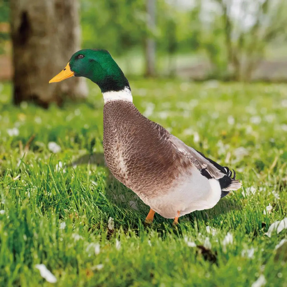 DuoDuck Realistische Doppelseitige Graufeder-Skulptur